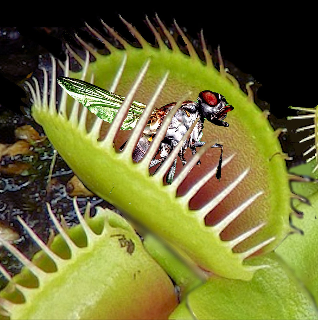 venus-flytrap-facts-for-kids-fun-facts-about-the-venus-fly-trap-we