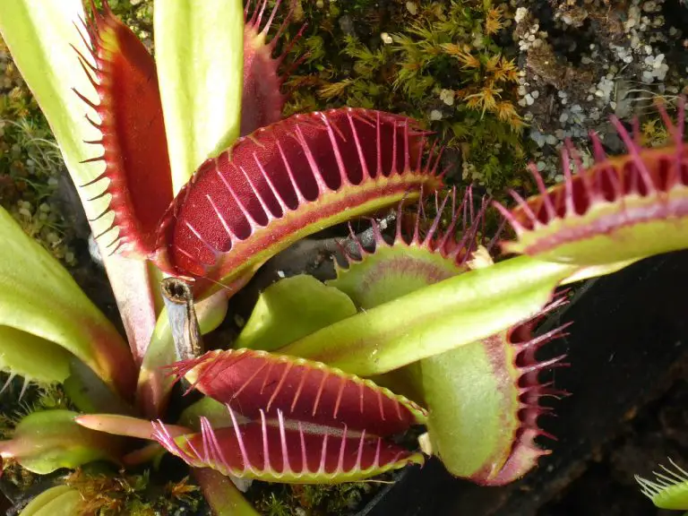 Venus Flytrap Facts For Kids Fun Facts About The Venus Fly Trap - We ...